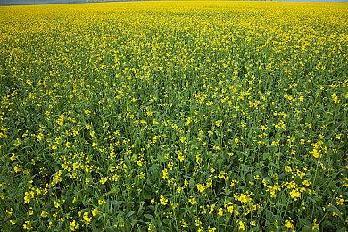 致敬早期2D像素合金装备《Unmetal》发布玩法预告